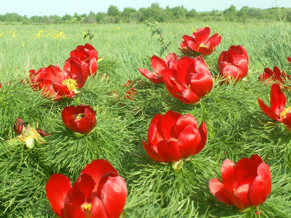 Долина диких пионов.