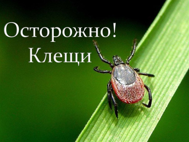 О профилактике инфекций, передающихся при укусе клещей.